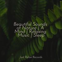 Beautiful Sounds of Nature | A Mind | Relaxing Music | Sleep