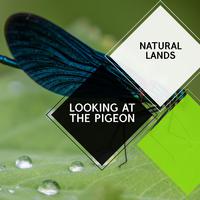 Looking at the Pigeon - Natural Lands