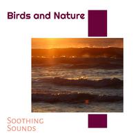 Birds and Nature - Soothing Sounds