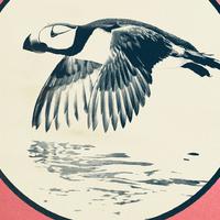 Life Of Puffin