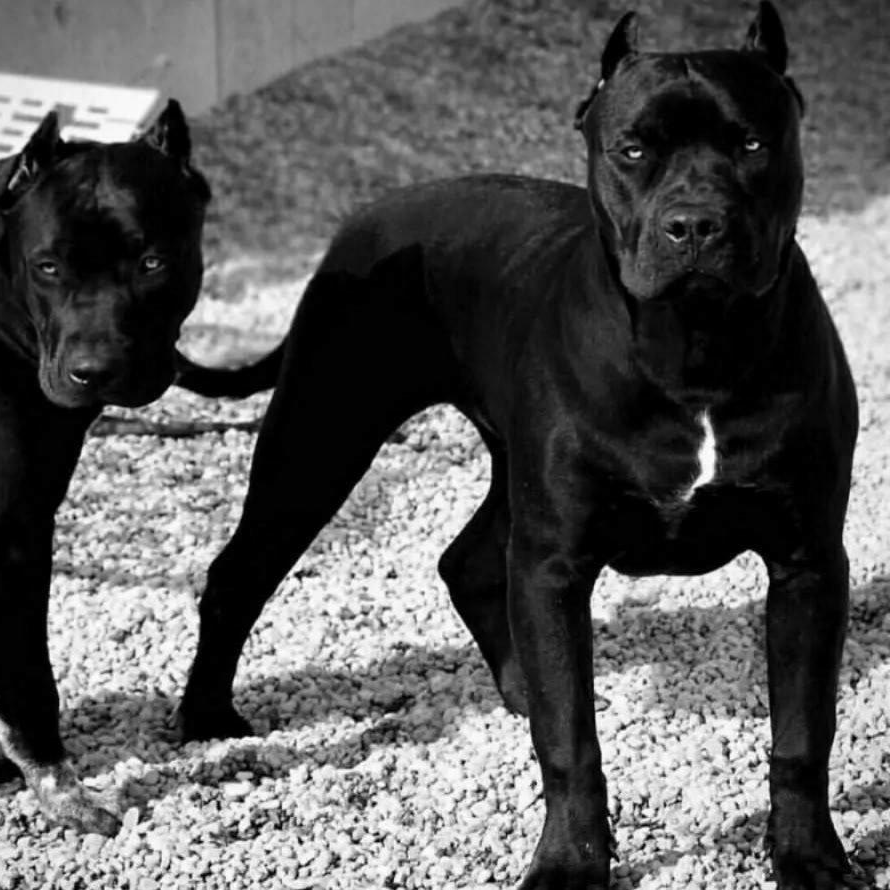 смешивание-(Gain Remix)