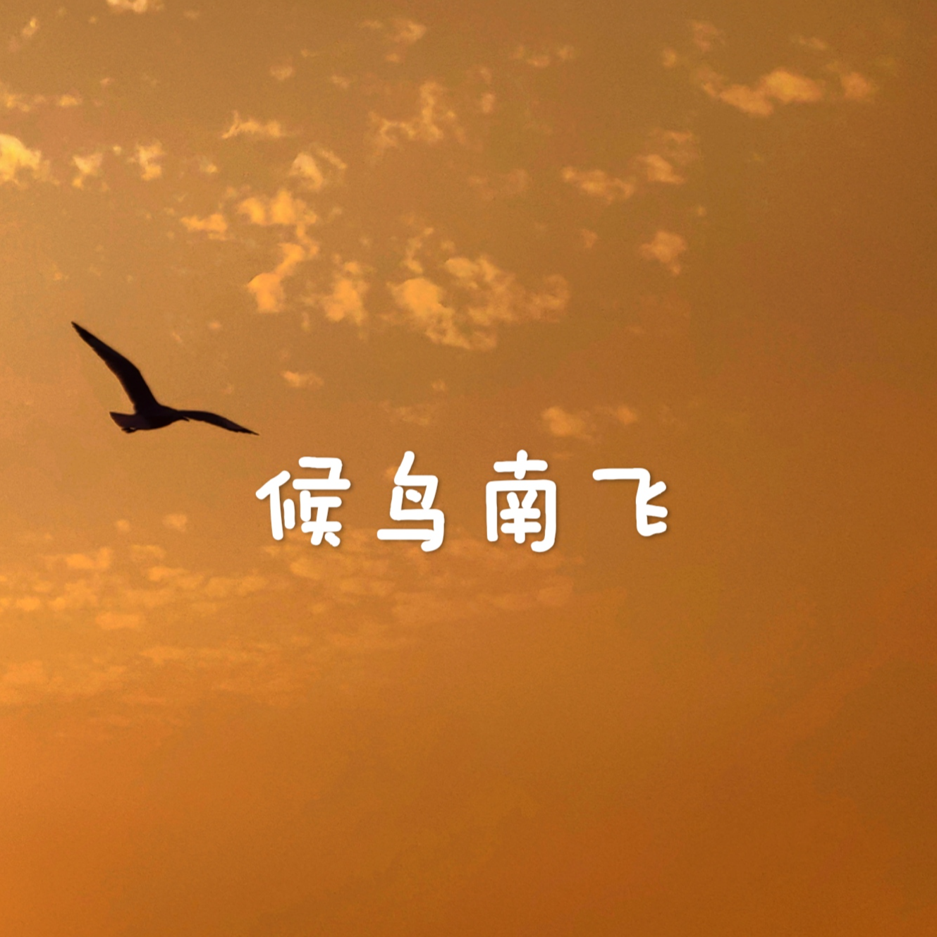 候鸟南归封面