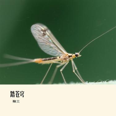 踏苍穹(Cover 刘宇宁)封面