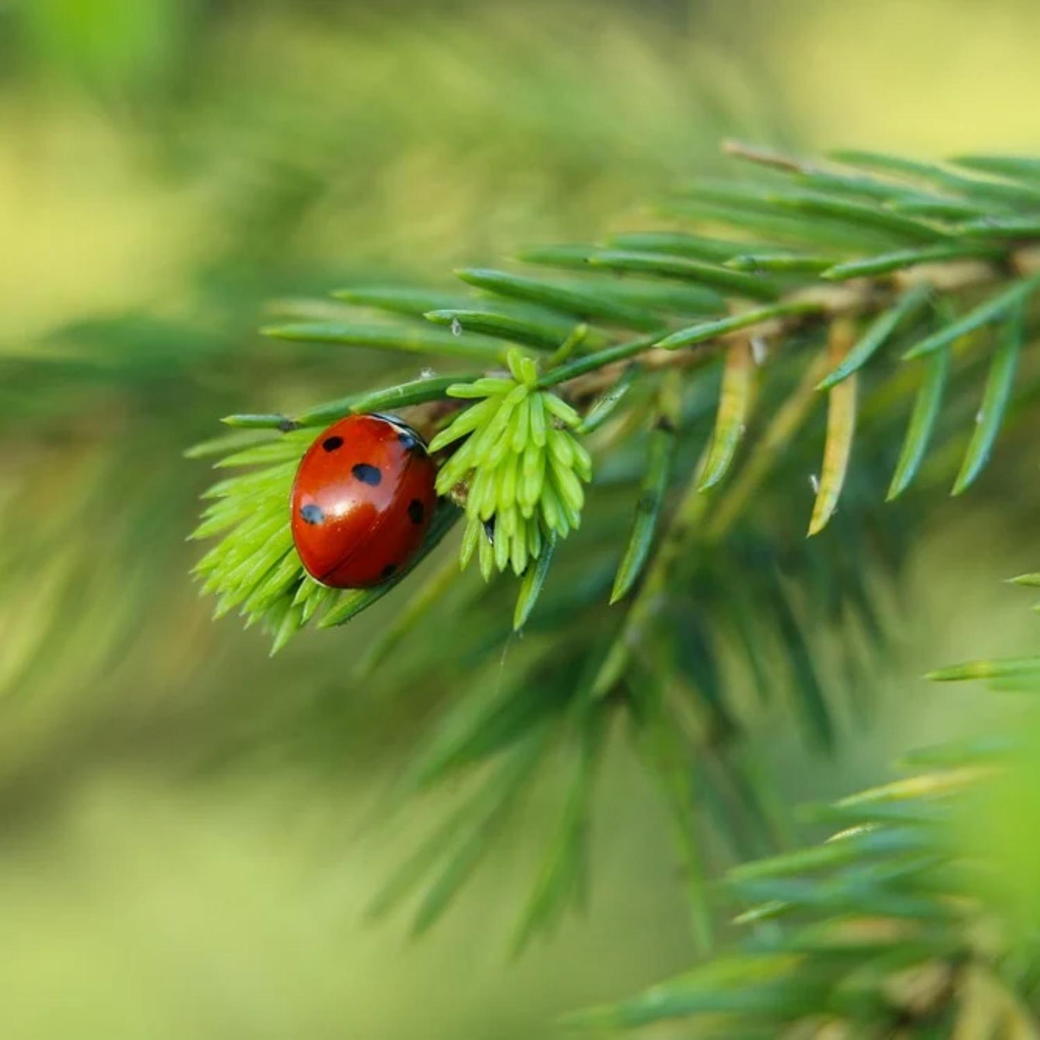 肝木之音 缓解胸胁胀痛