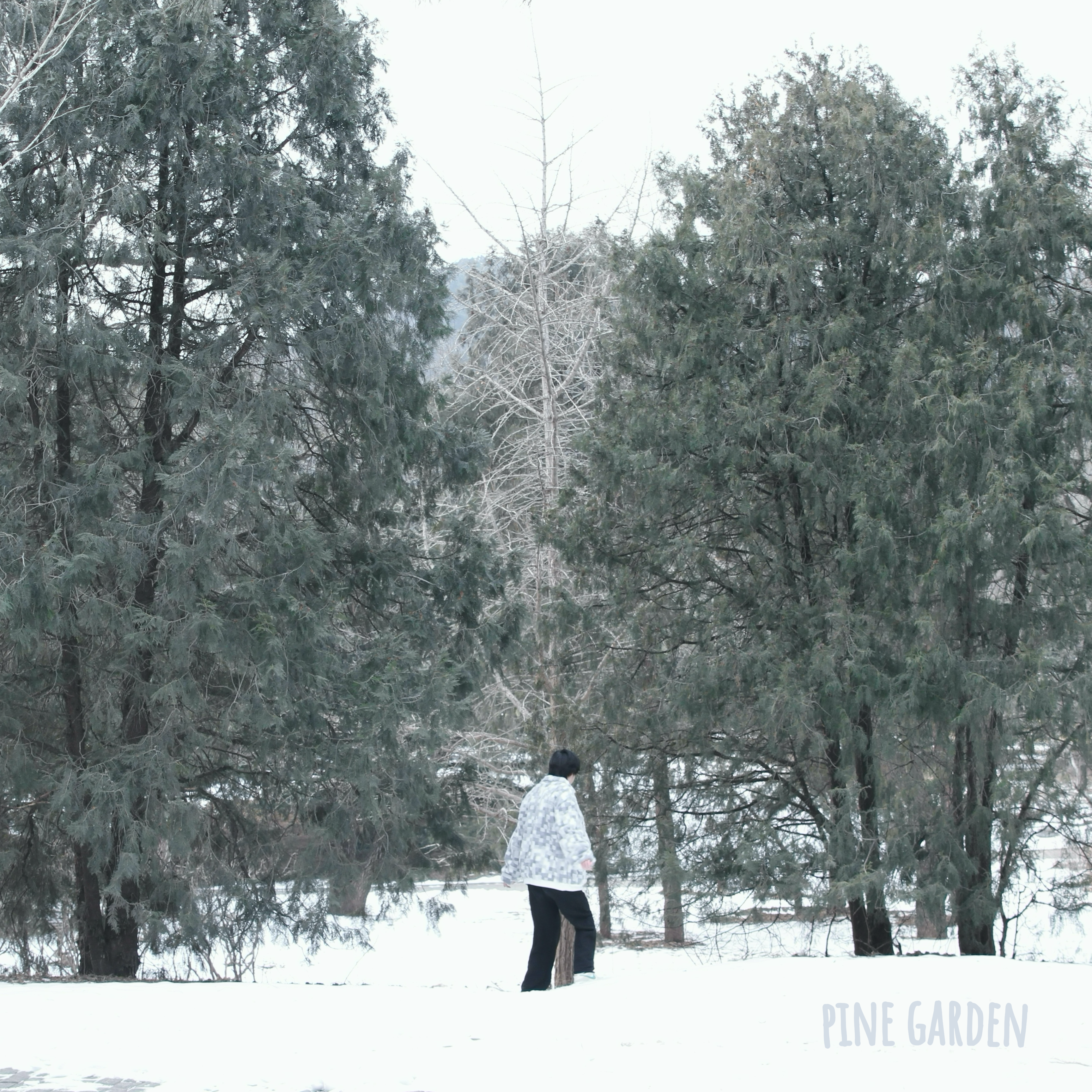long long season_Lloyd Arild_pine garden | 在线播放_long long season歌词_long long season下载 | 网易云音乐