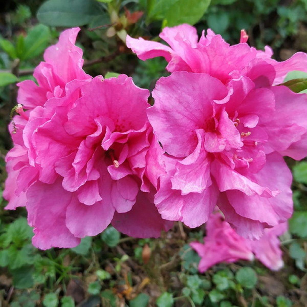 百花香 伴奏 - 爱吃大头雪糕、若溪（虚拟歌手）封面