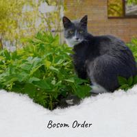 Bosom Order