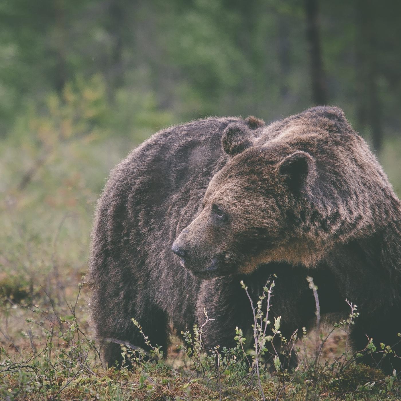 Odessa (Retrospective)