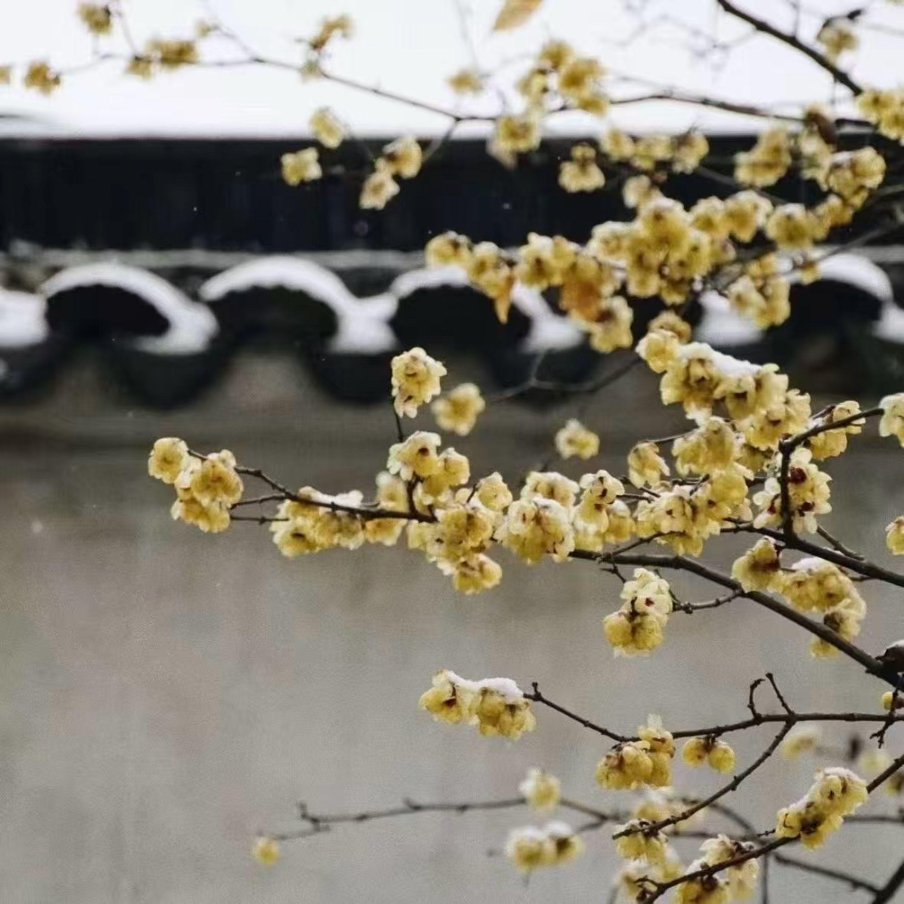 风雪依稀秋白发尾封面