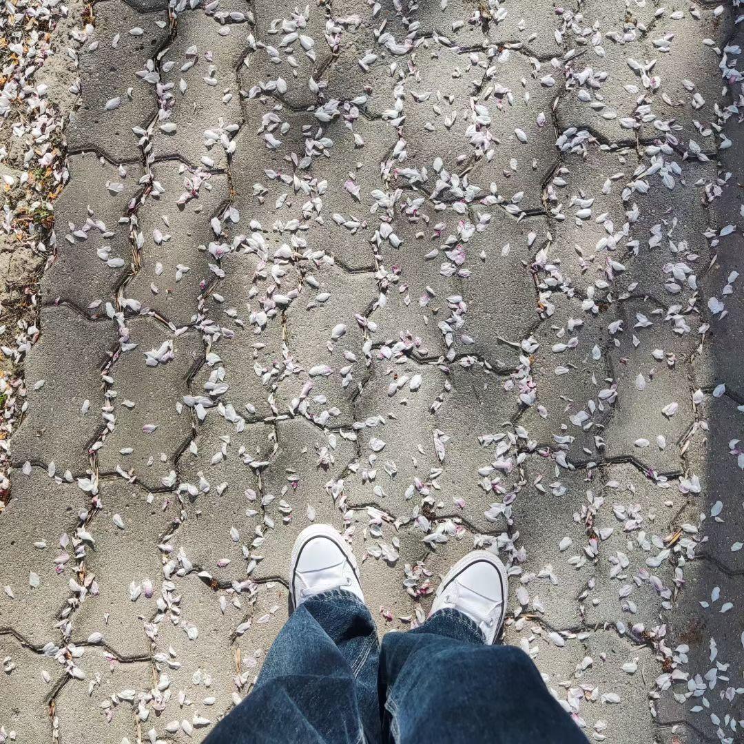 雨夜里的盆栽封面