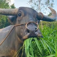 Oxen And Horses