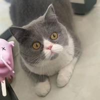杨七九arky