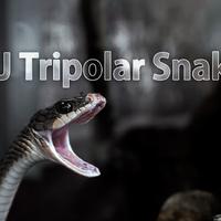 DJ Tripolar Snake资料,DJ Tripolar Snake最新歌曲,DJ Tripolar SnakeMV视频,DJ Tripolar Snake音乐专辑,DJ Tripolar Snake好听的歌