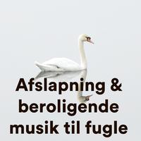 Afslapning & Beroligende Musik Til Fugle