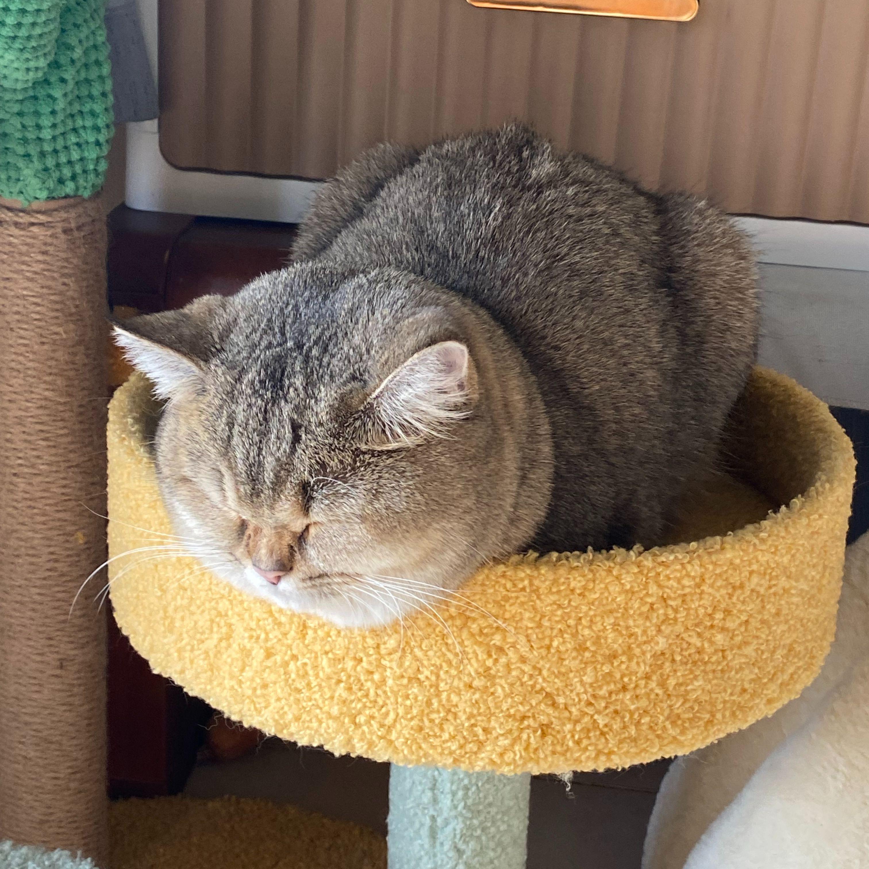 Simon（cover丁世光)