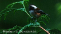 Echoes of Nature: Morning Songbirds专辑