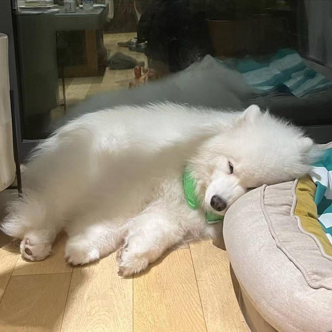 青青子衿