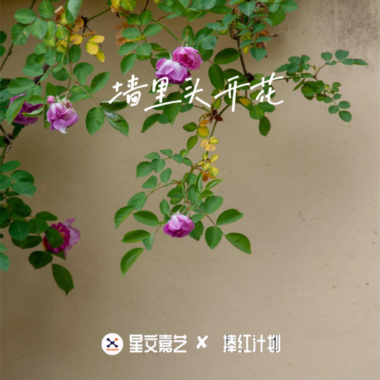 墙里头开花