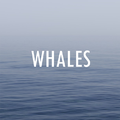 Whales