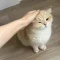 摸猫头小曲