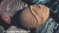 Focus: A Guided Meditation专辑