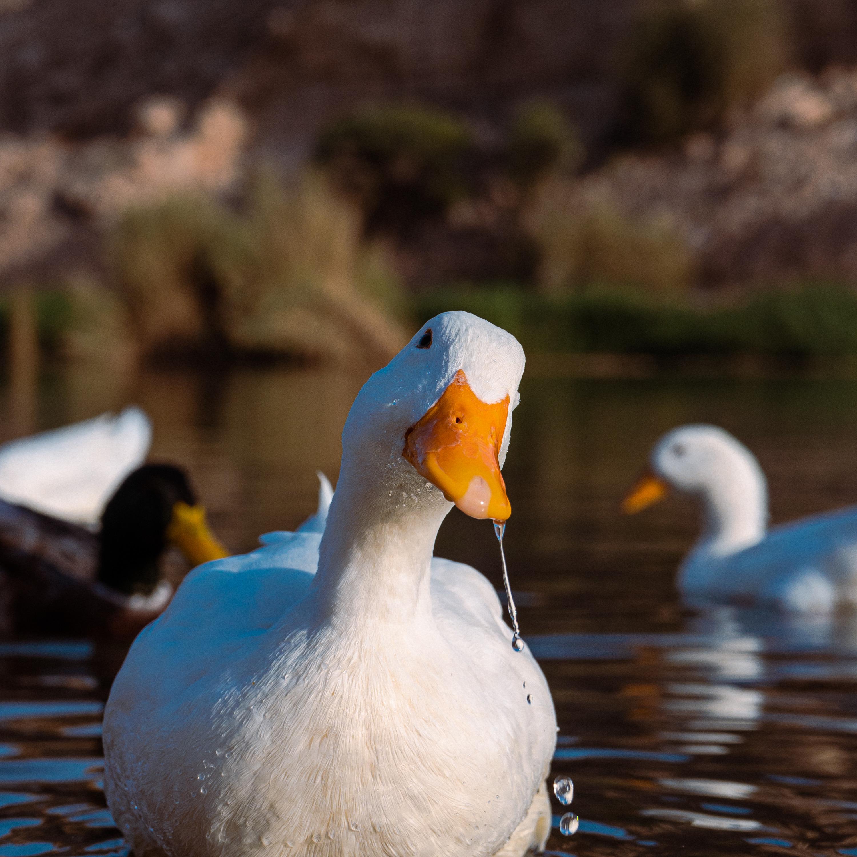 Ducks Of The Water