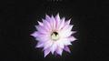 Cactus Flower专辑