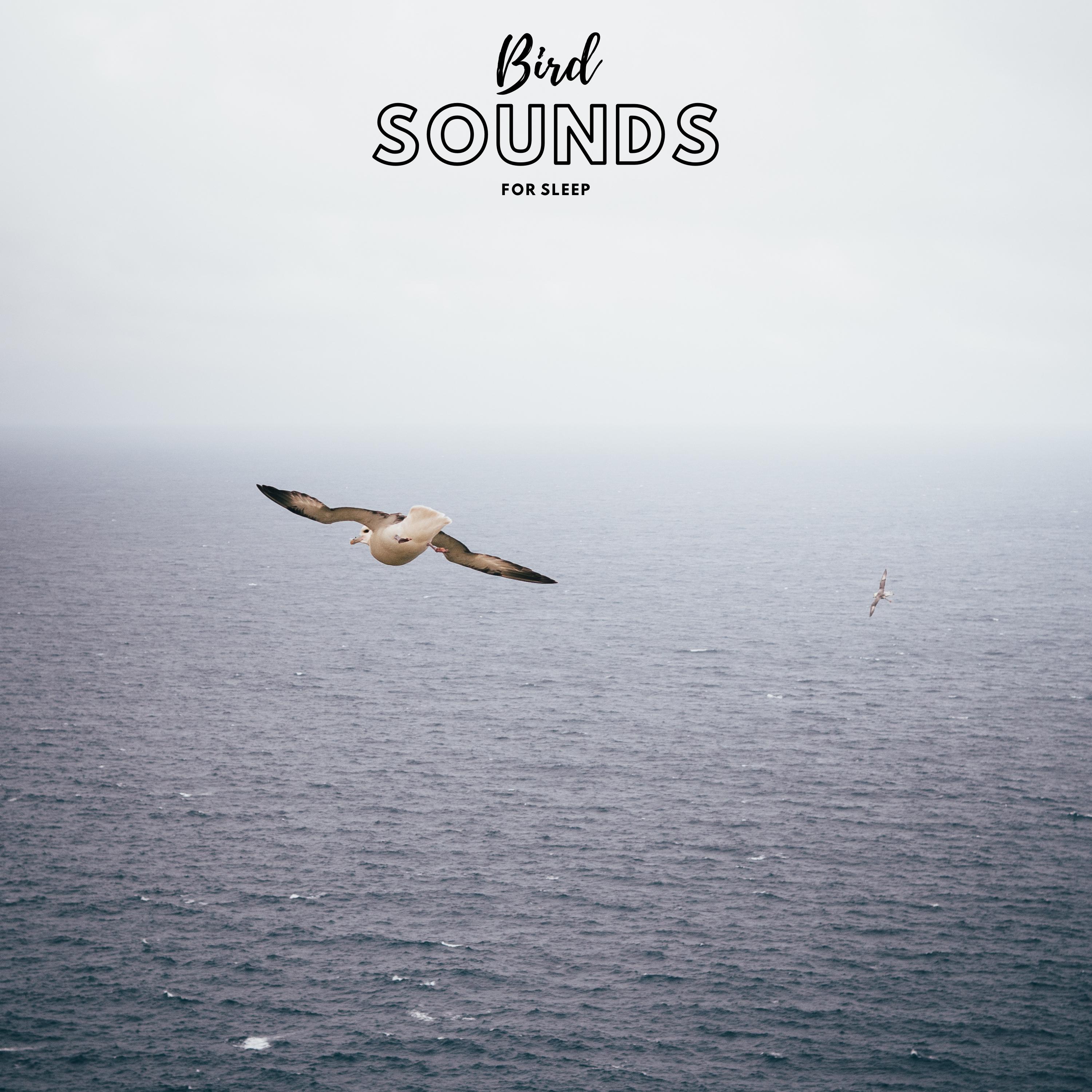 Bird Sounds