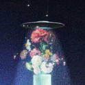 花藥FleursDuMal