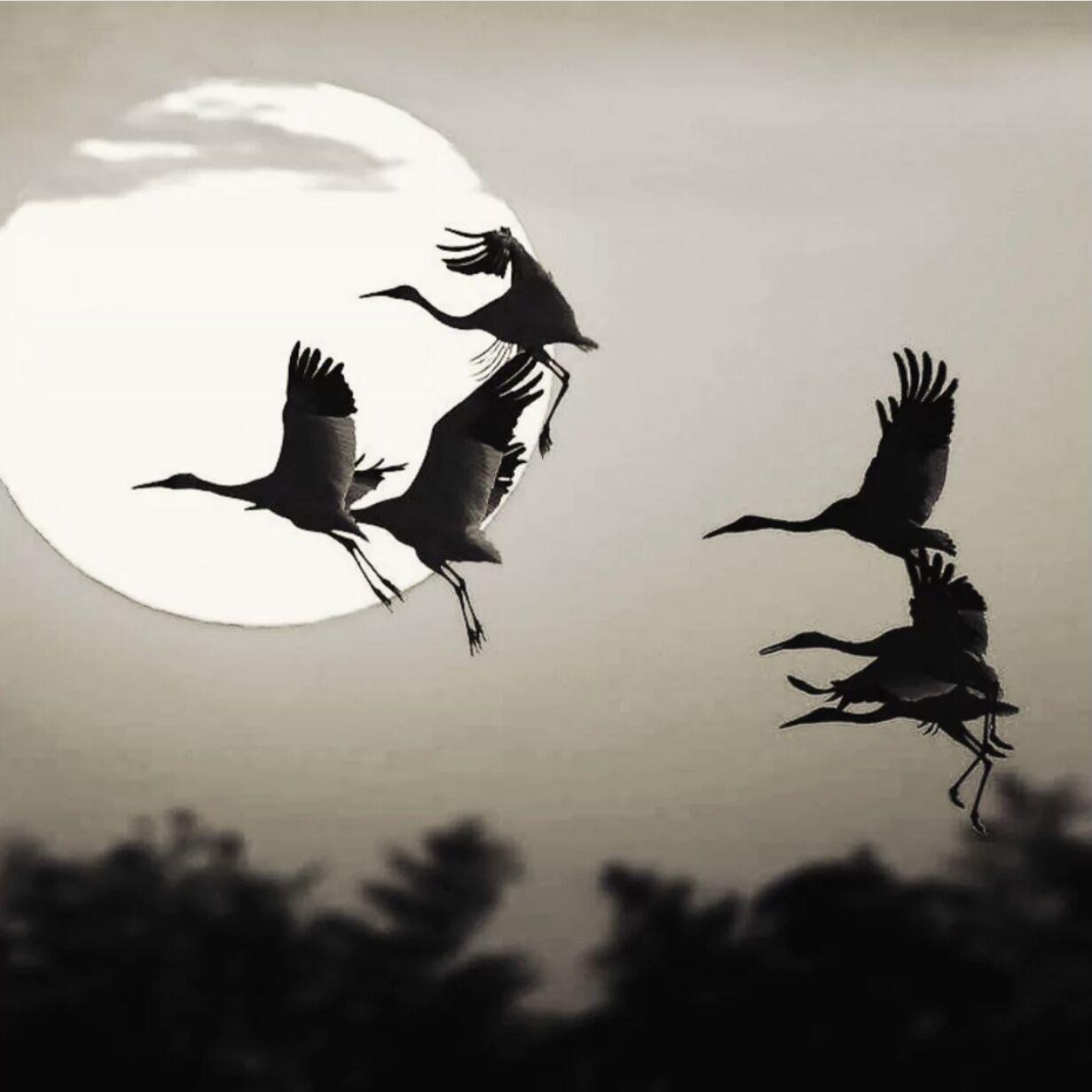 Jawsh 685-Savage Love（老何 remix）