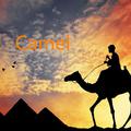 Camel