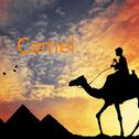 Camel专辑