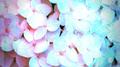 In Bloom专辑