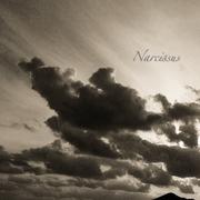 Narcissus