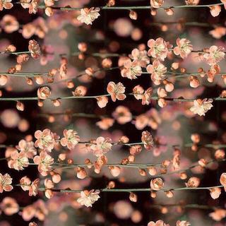 日语歌 | 我会在北海道边等你来