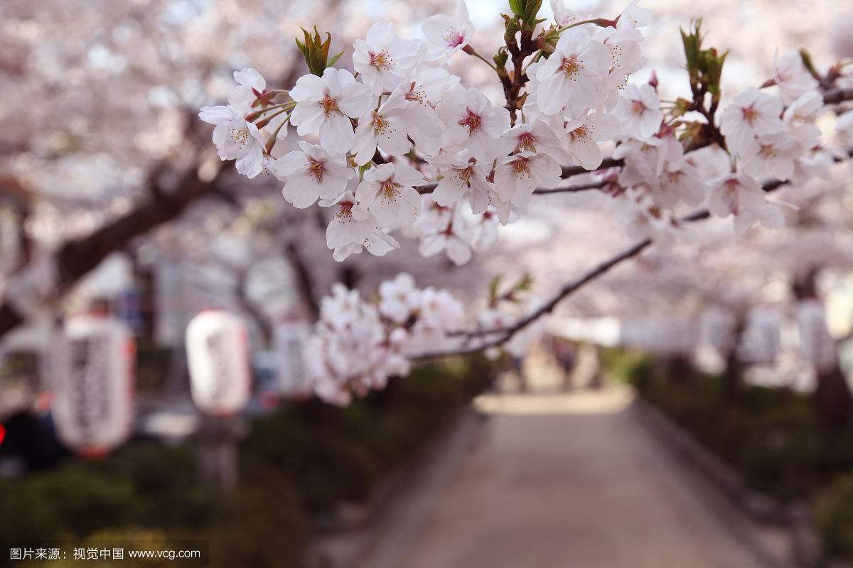 花枝春野专辑