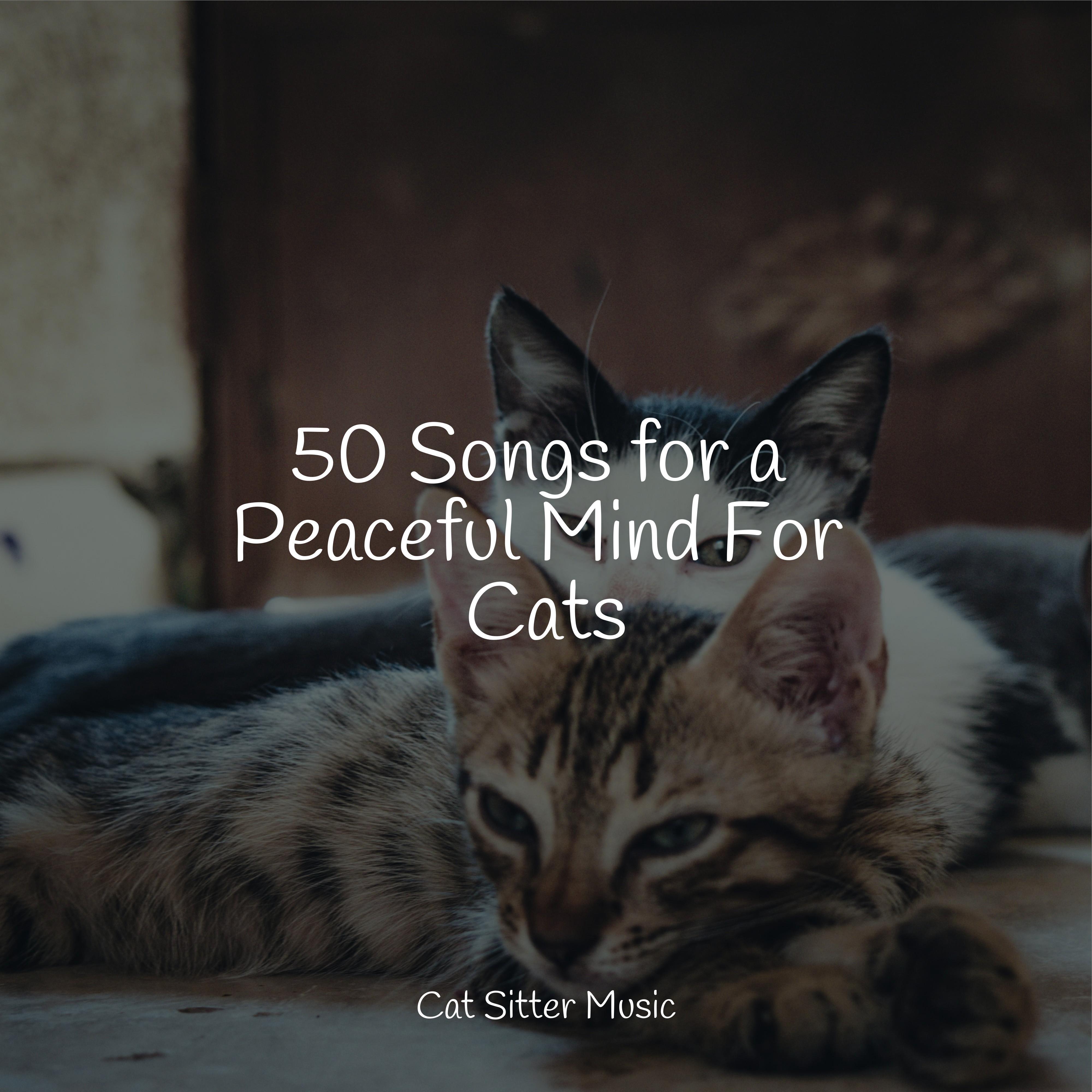 Music for Cats TA - Ambient Music for Stress Relief