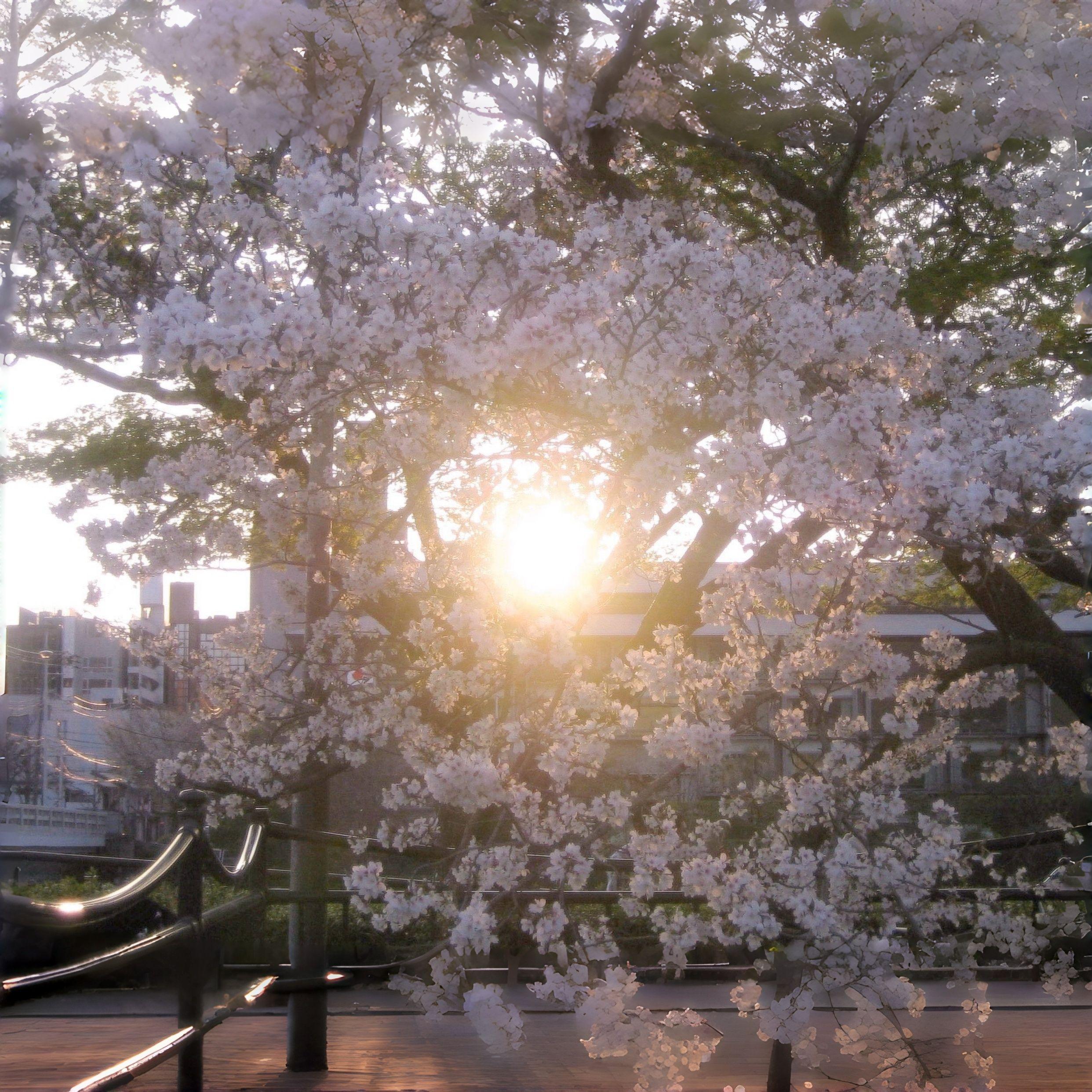 夏之庭 ～ Garden of Summer