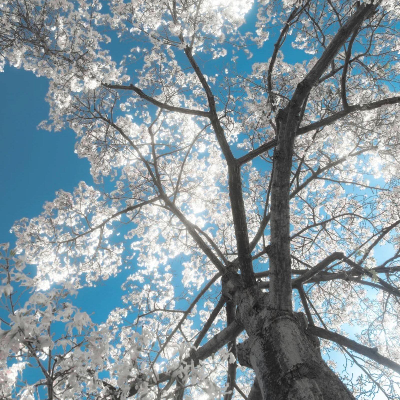 异木棉‘PoP Guitar Type Beat'