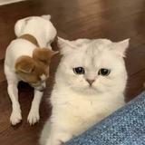 落落