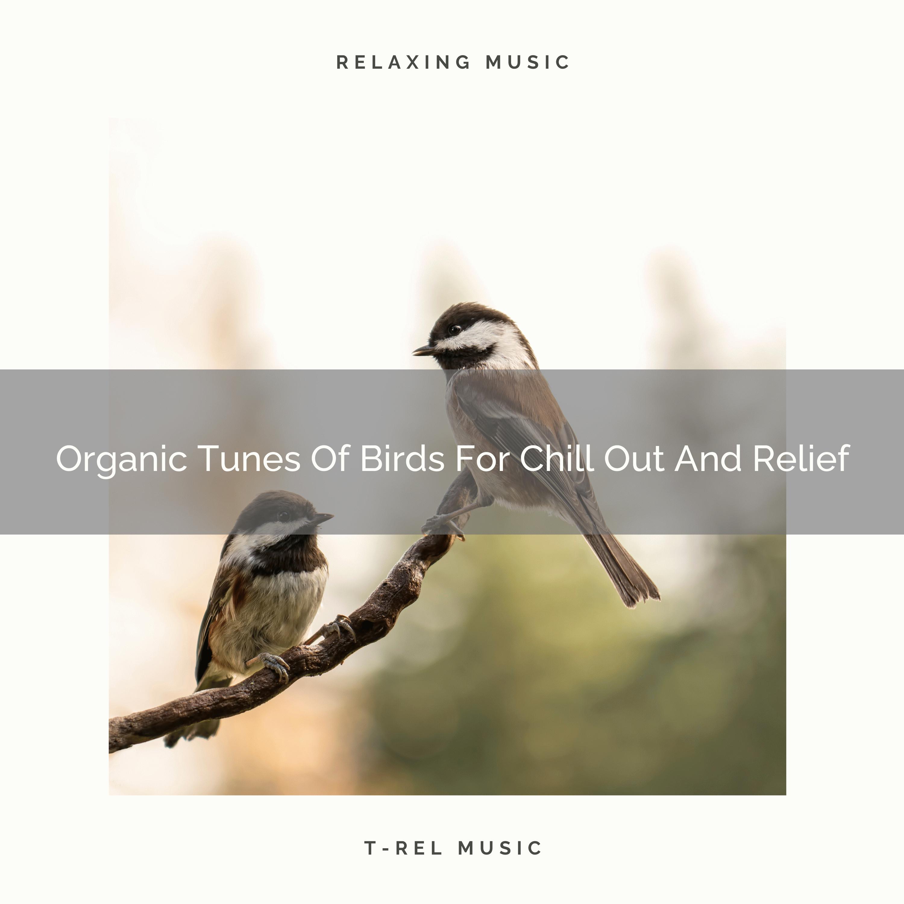 Singing Birds - Pure Whispers Of Birds For Gain Strength And Enjoy Life