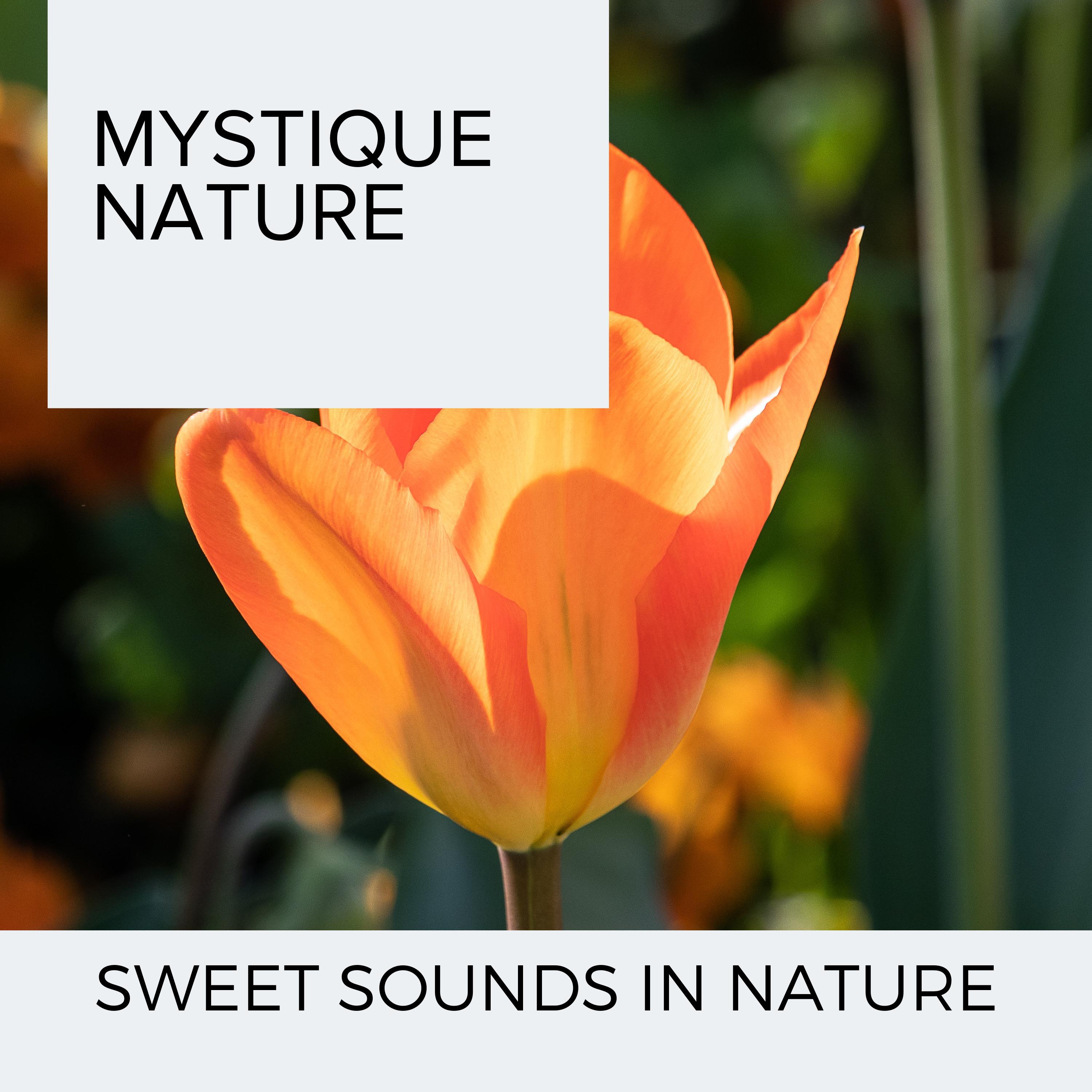 Nature Walks White Noise Sounds - Splashes in Serenity