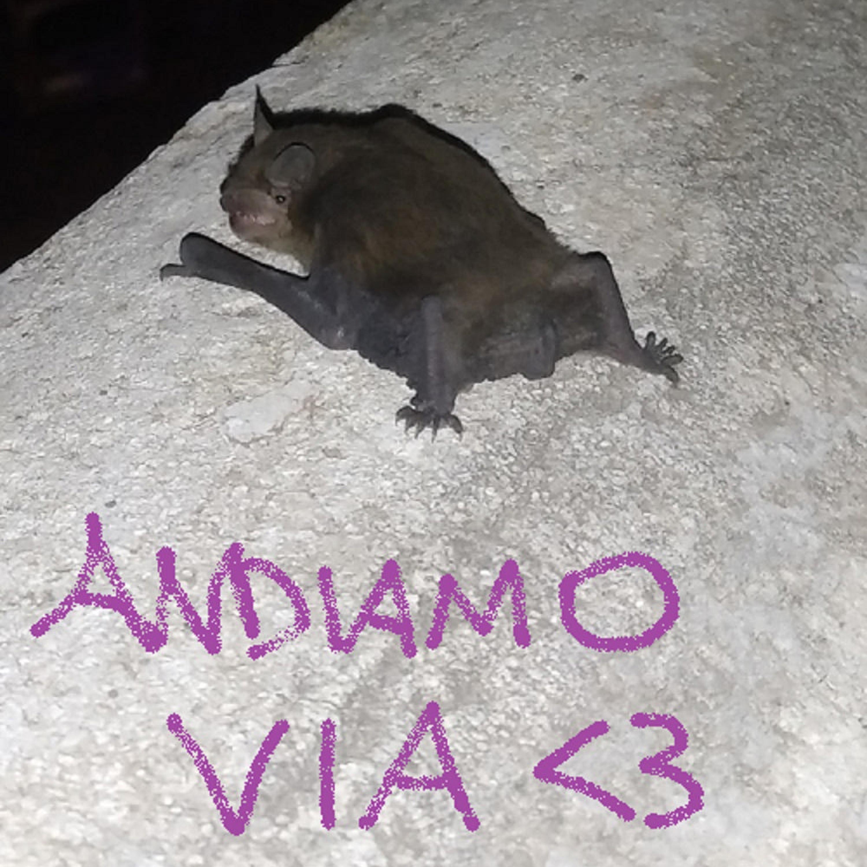 ANDIAMO VIA