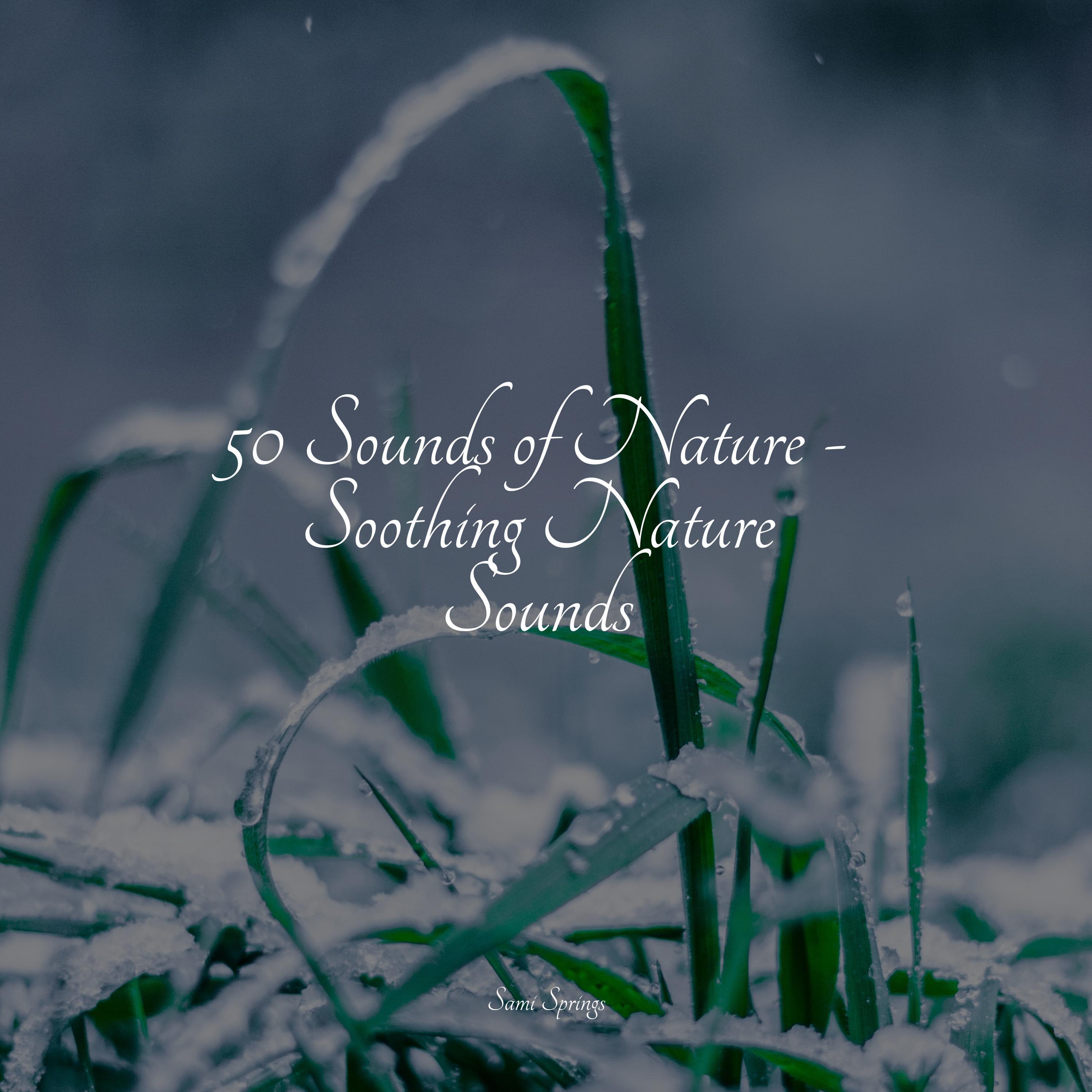 Sonidos De La Naturaleza - Rain Collection