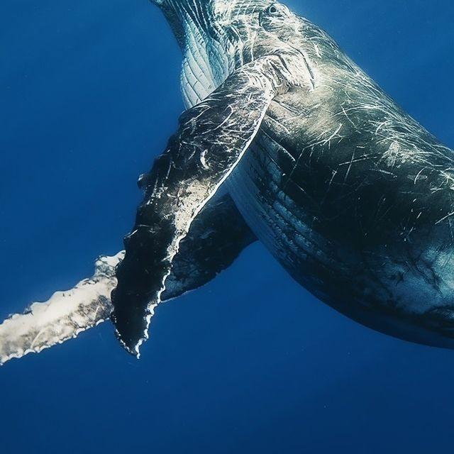 张靓颖-《化身孤岛的鲸》