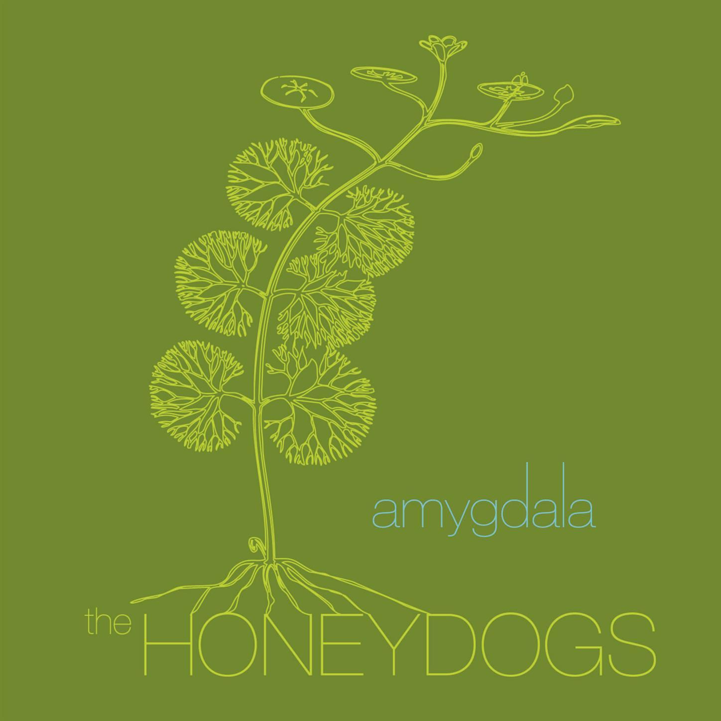 Amygdala