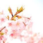 恋模様のBeliever专辑