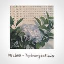 hydrangeaflower专辑