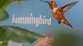 Hummingbird专辑