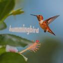 Hummingbird专辑